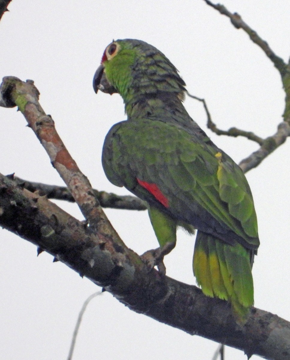 Red-lored Parrot - ML617894990