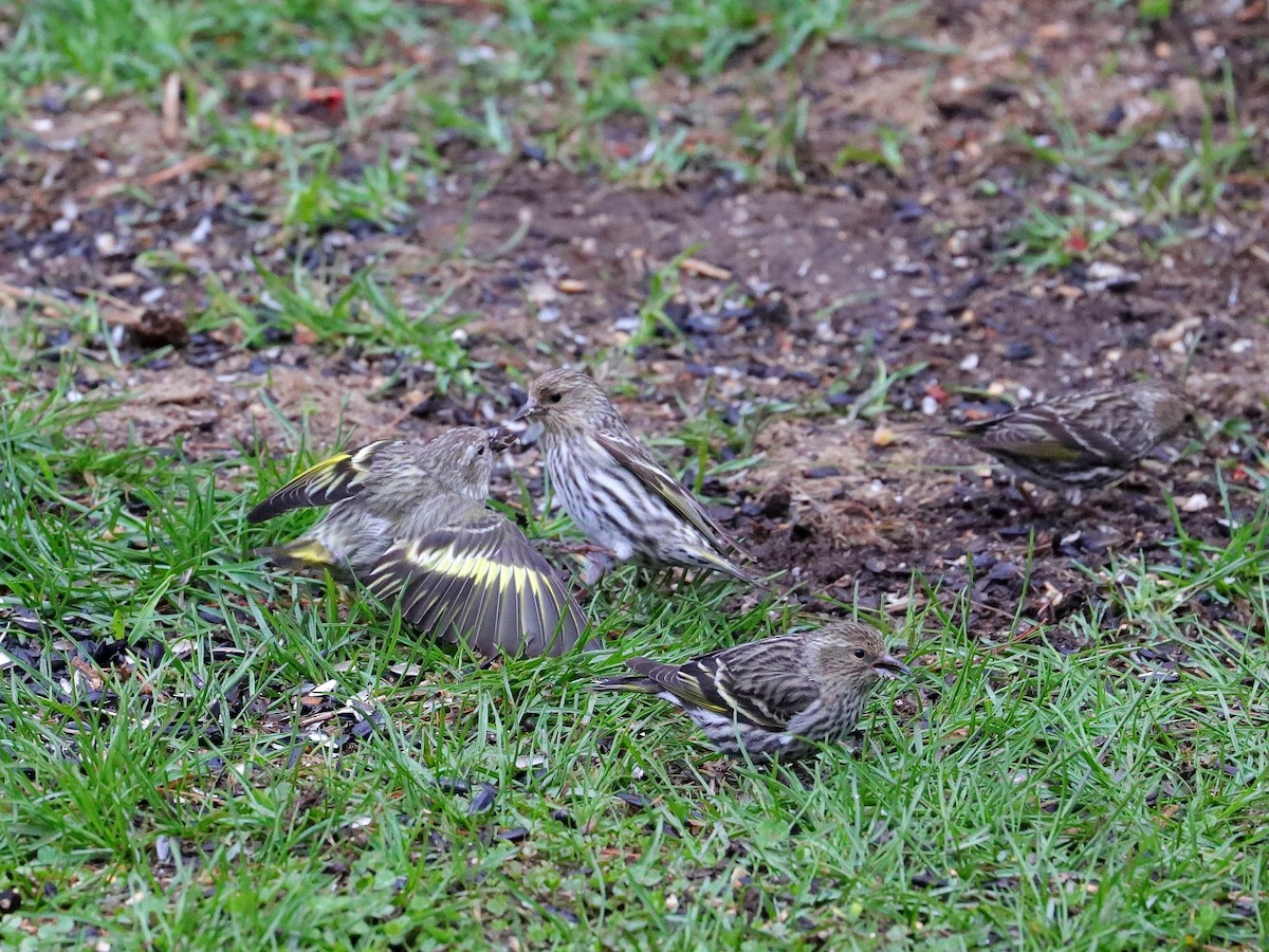 Pine Siskin (green morph) - ML617894999