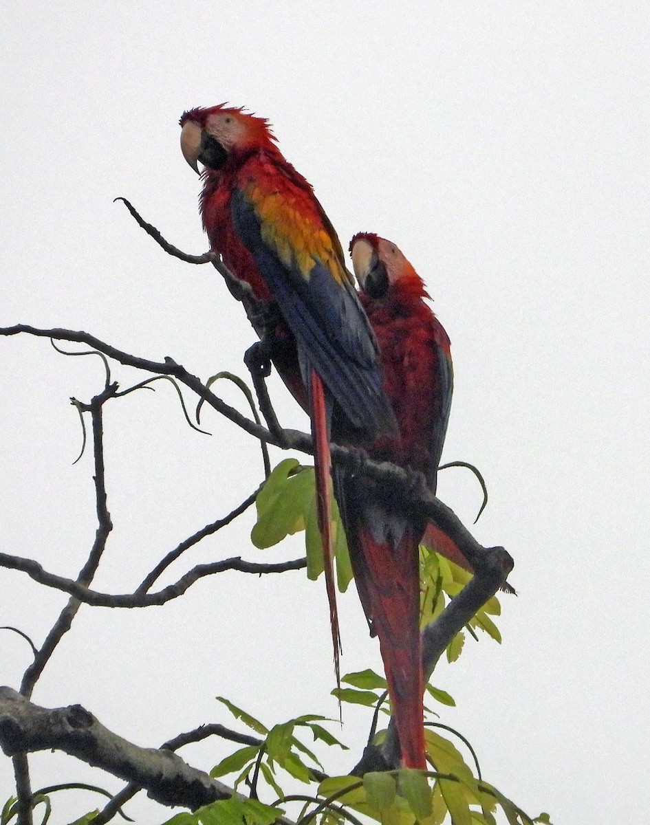 Scarlet Macaw - ML617895003