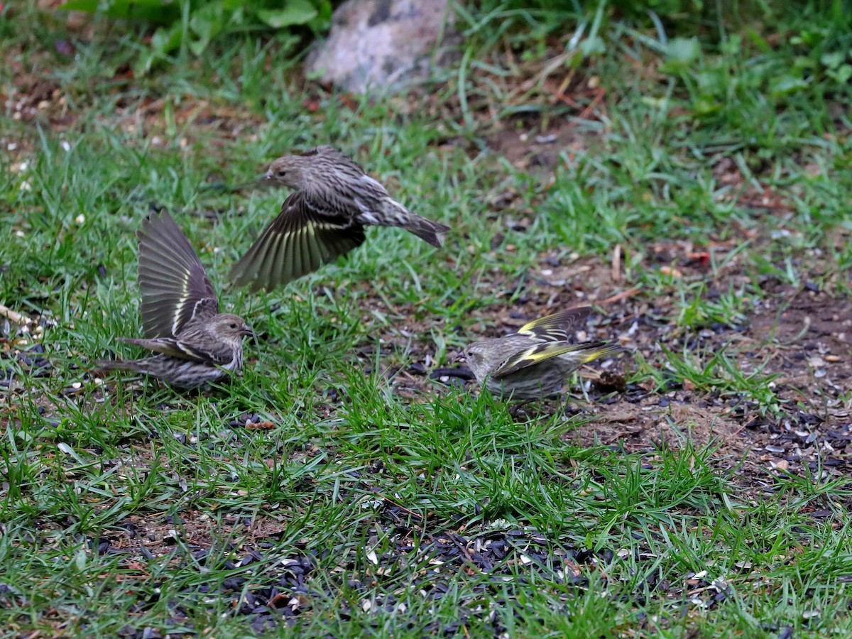 Pine Siskin (green morph) - ML617895009