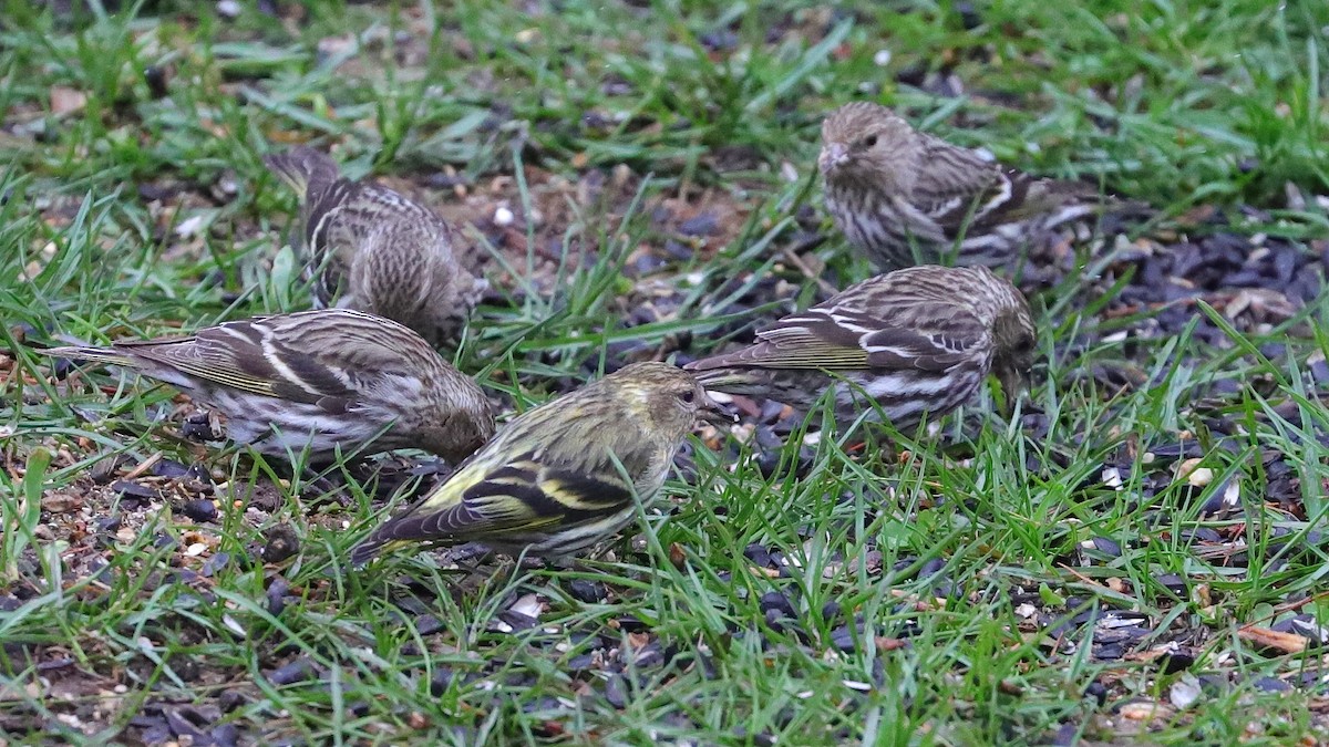 Pine Siskin (green morph) - ML617895017