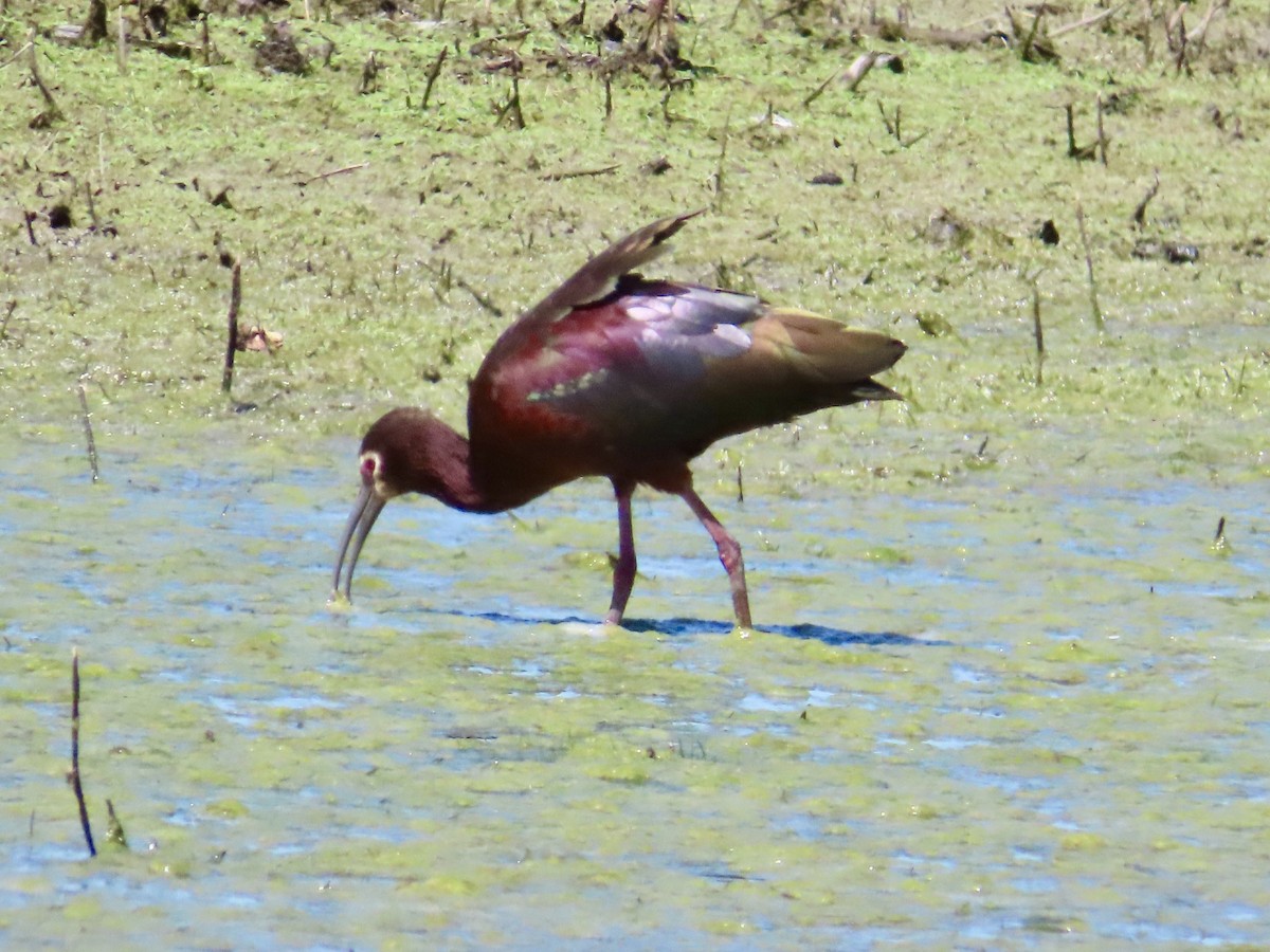 White-faced Ibis - Patricia Ayres