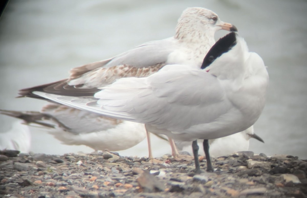 Caspian Tern - ML617895084