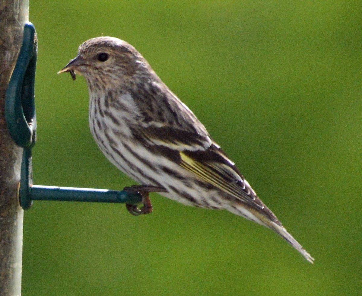 Pine Siskin - Carol Berney