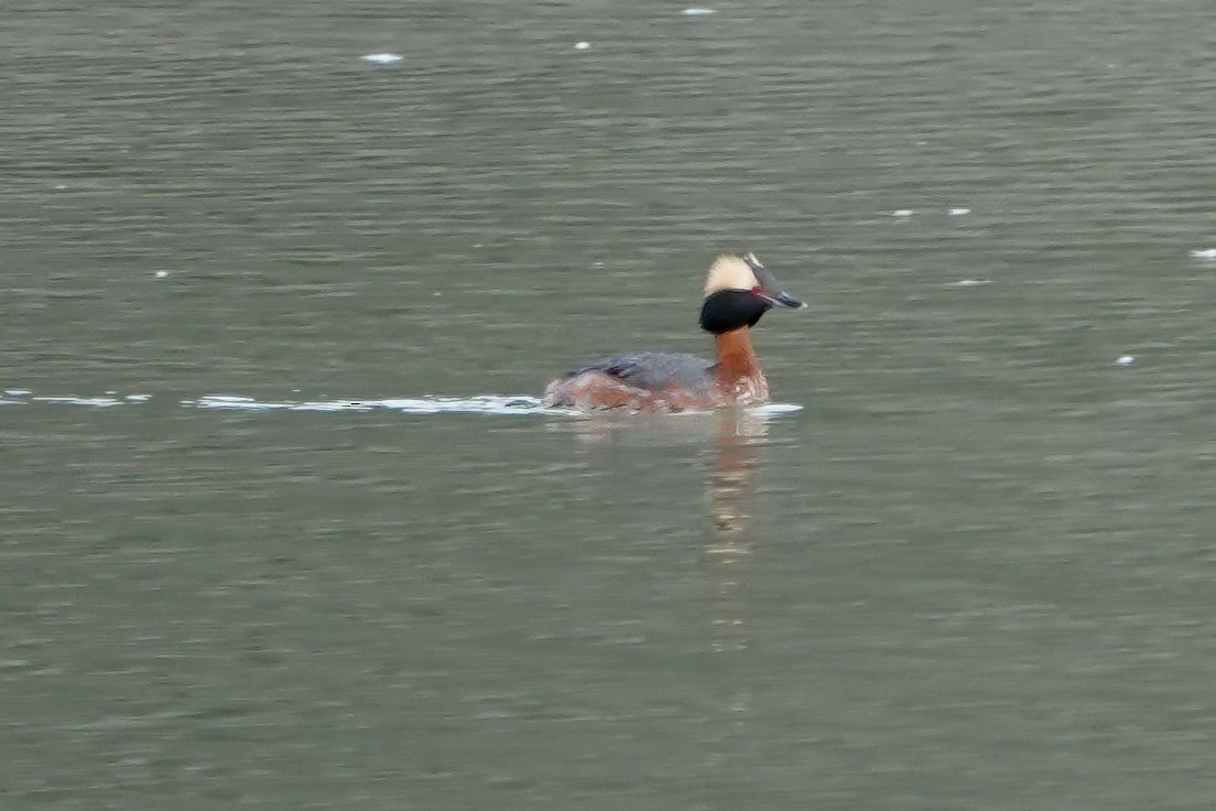 Horned Grebe - ML617895178