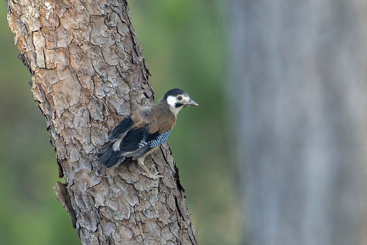 Eurasian Jay (White-faced) - ML617895181