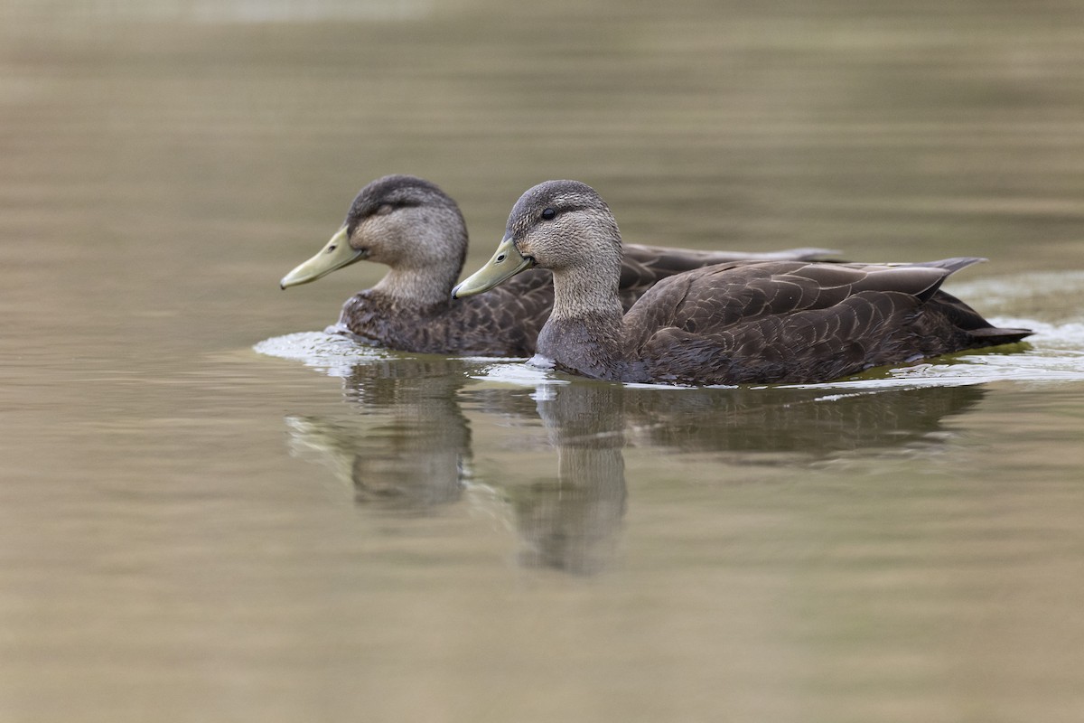 Canard noir - ML617895200