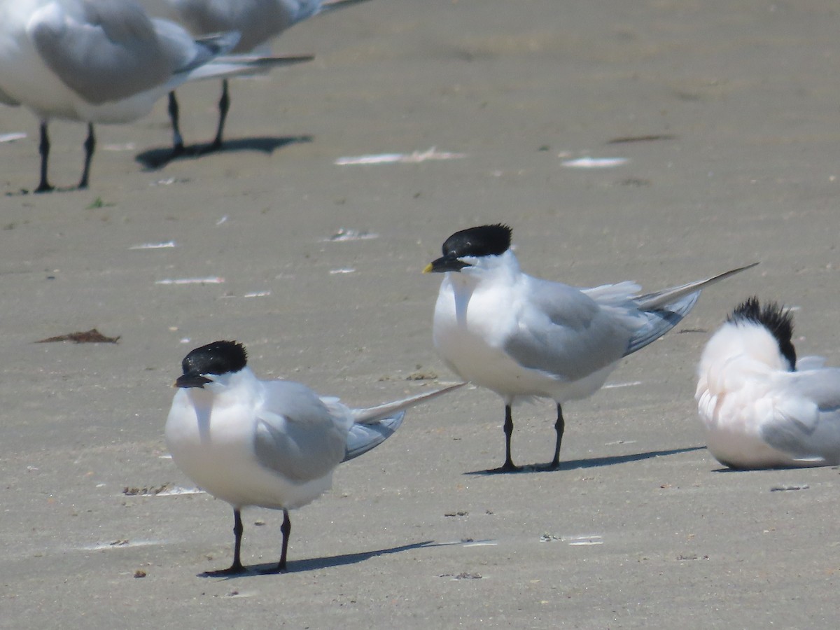 Sandwich Tern - ML617895203