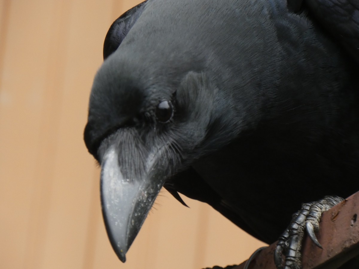 Large-billed Crow - ML617895205