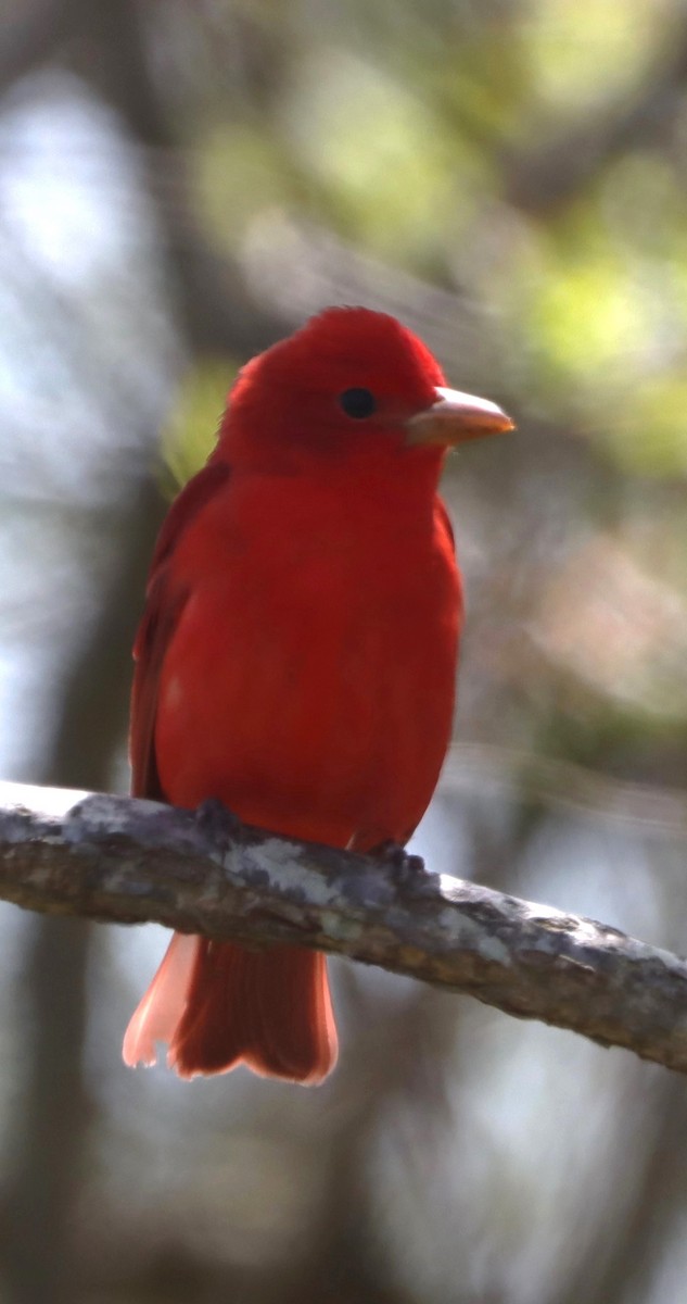 Summer Tanager - bill belford