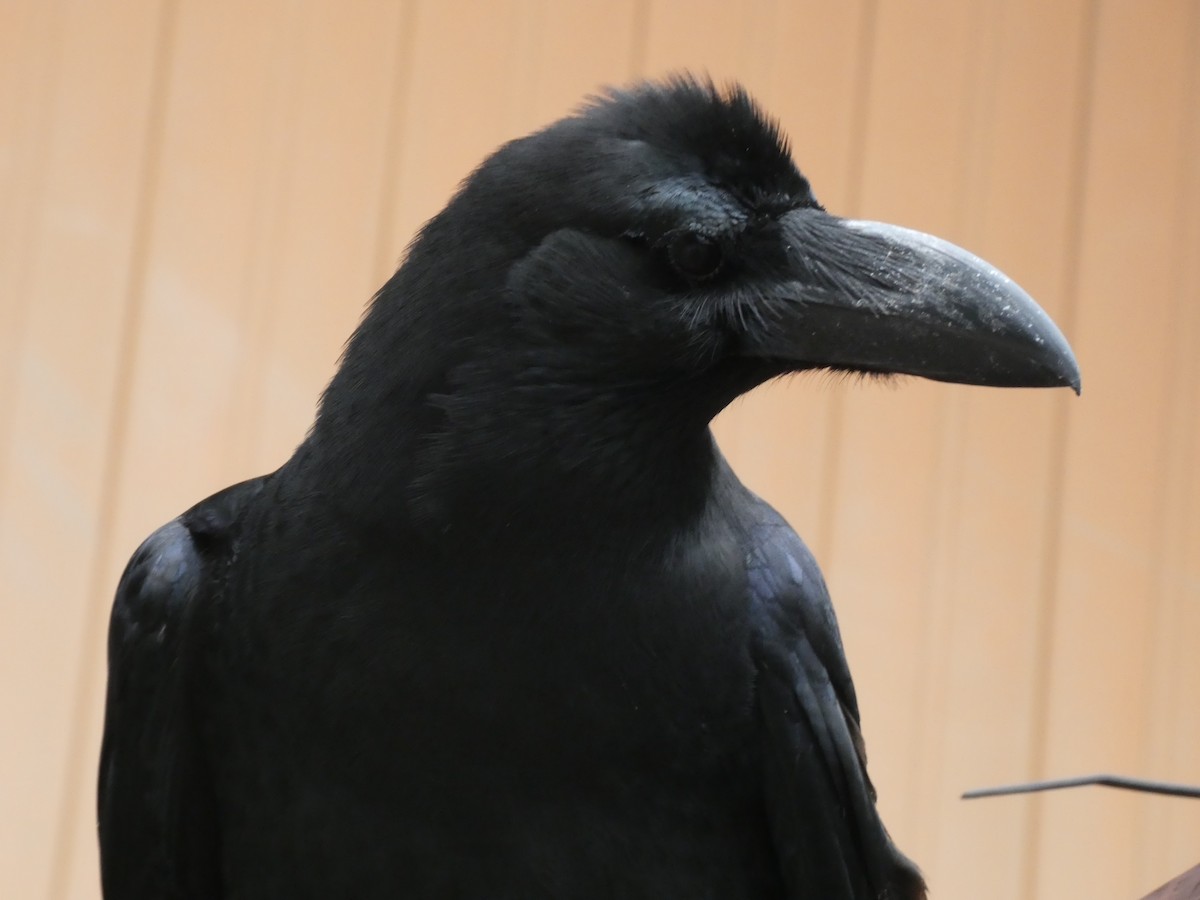 Large-billed Crow - ML617895208