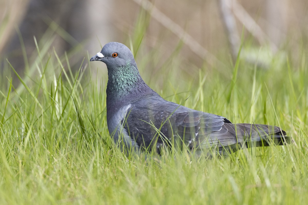 Piccione domestico - ML617895228