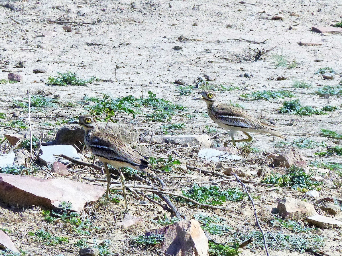 Indian Thick-knee - ML617895235