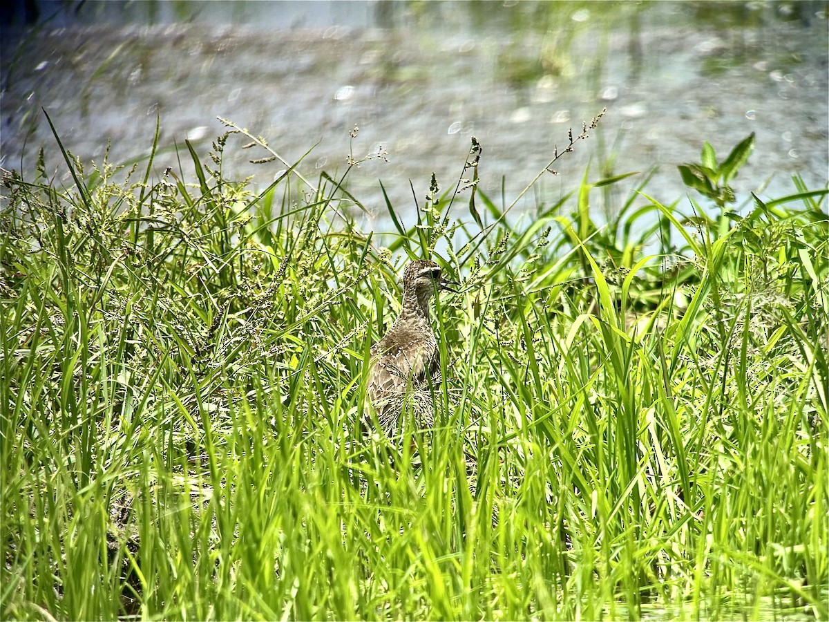 kulík hnědokřídlý - ML617895269