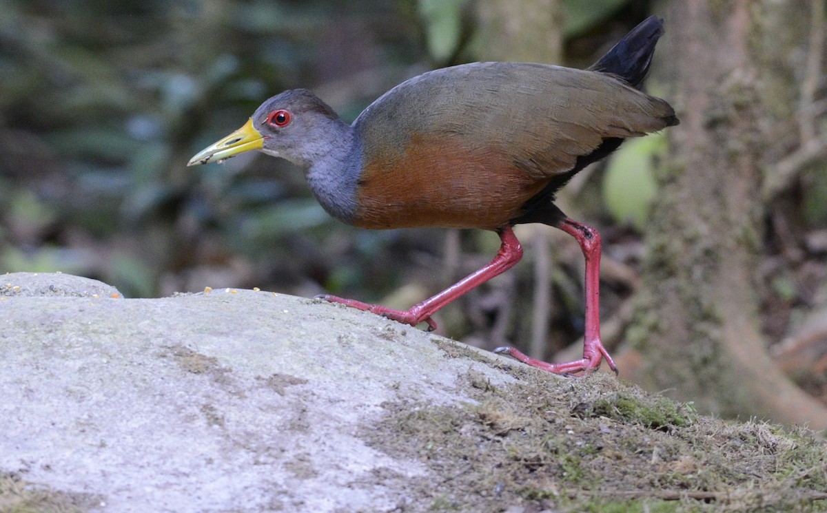 Gray-cowled Wood-Rail - ML617895278