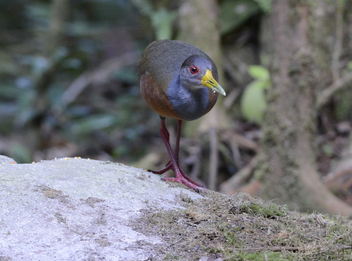 Gray-cowled Wood-Rail - ML617895294