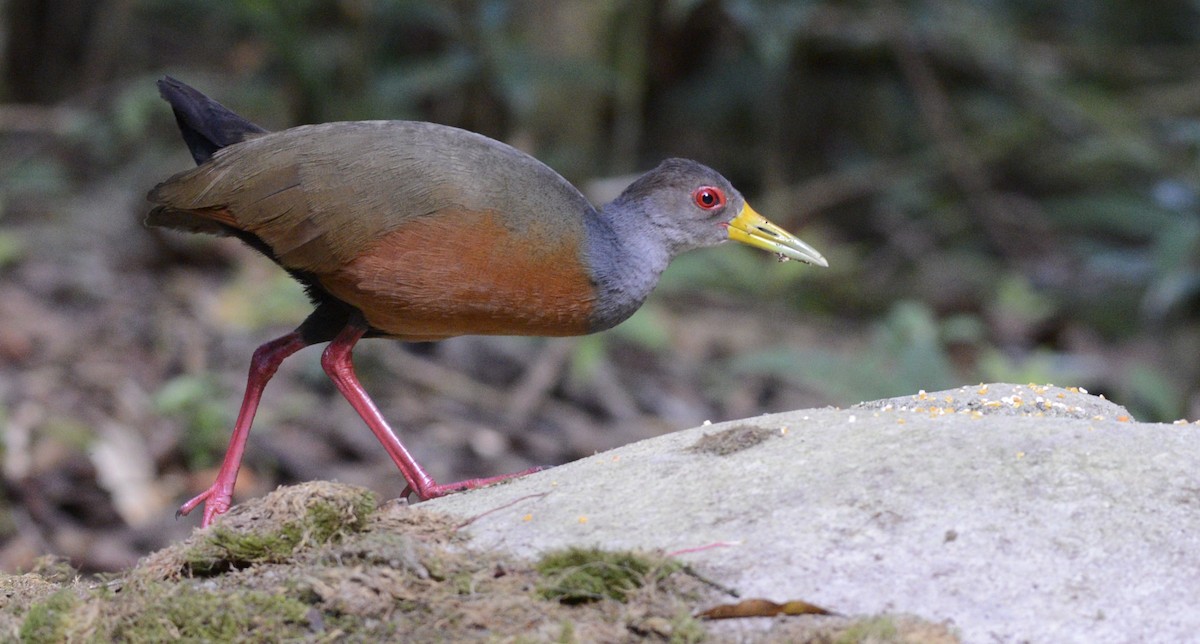 Gray-cowled Wood-Rail - ML617895303