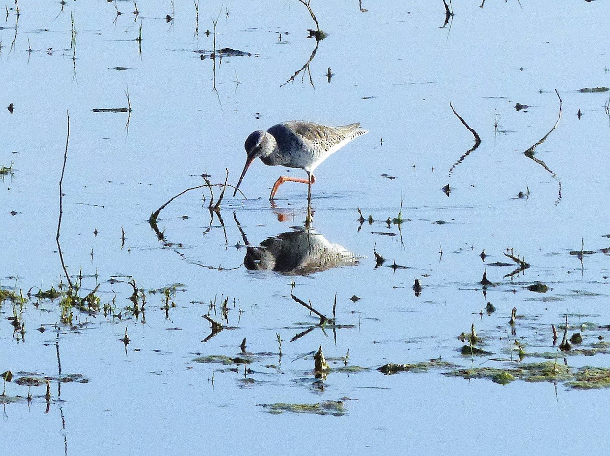Spotted Redshank - ML617895313