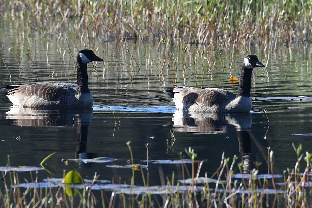 Canada Goose - ML617895374