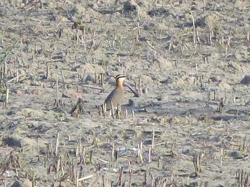 Indian Courser - Geoff Butcher