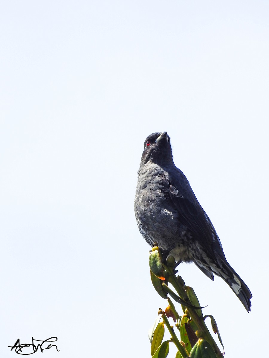 Cotinga Crestirrojo - ML617895446