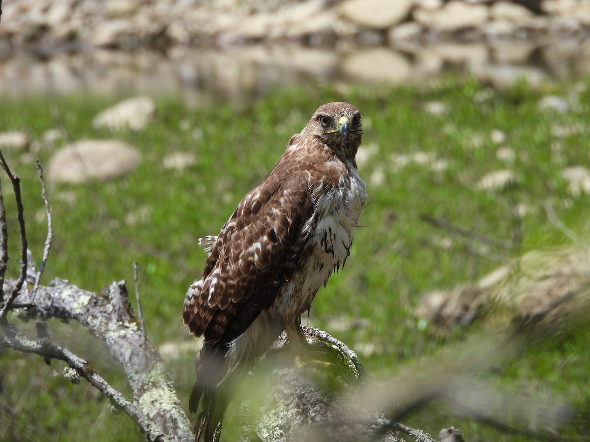 Rotschwanzbussard - ML617895451