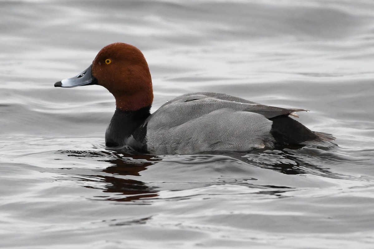 Redhead - ML617895452