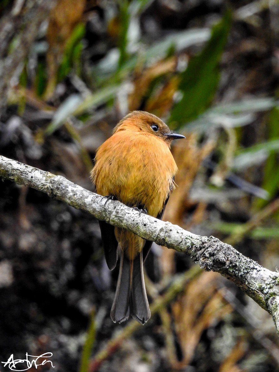 Cinnamon Flycatcher - ML617895470