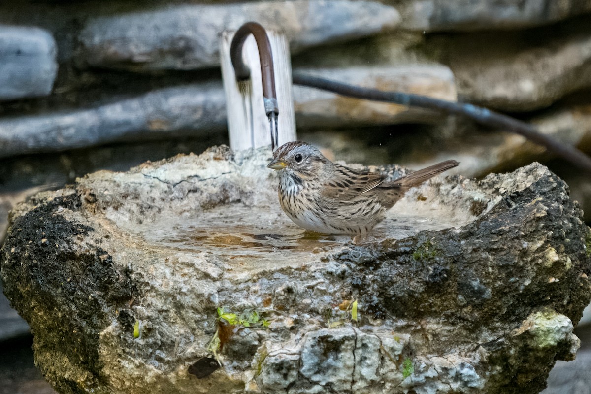 Lincoln's Sparrow - Eric Stone