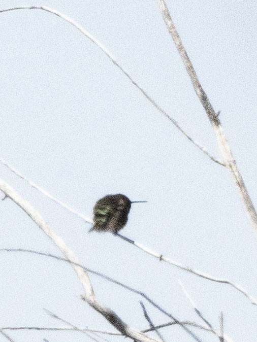 Black-chinned Hummingbird - ML617895486