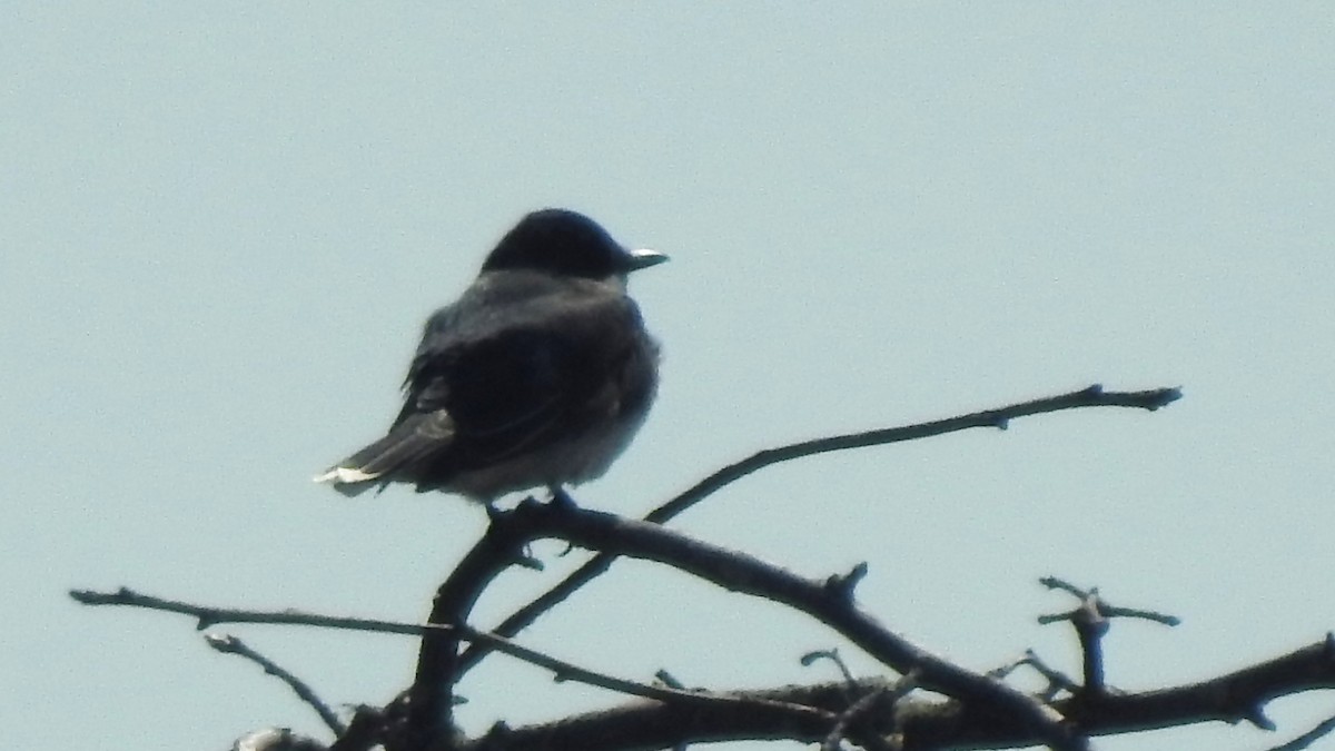 Eastern Kingbird - ML617895506