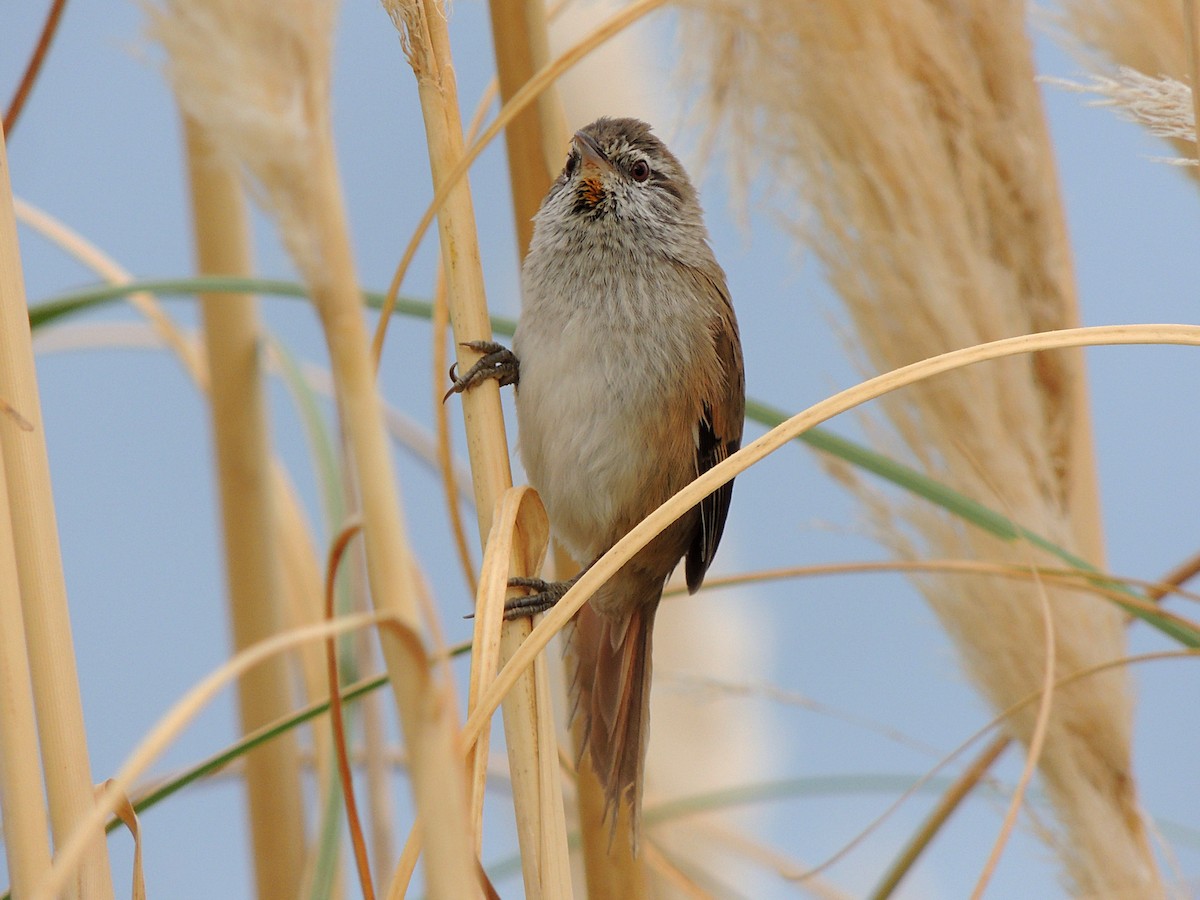 Sulphur-bearded Reedhaunter - ML617895512