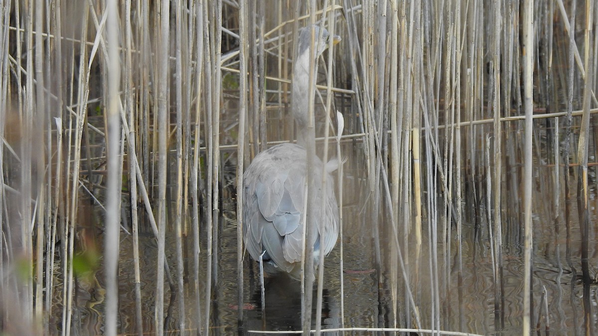 Great Blue Heron - ML617895556