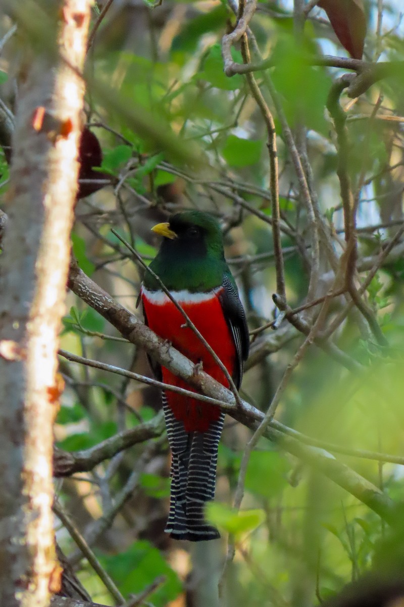 Collared Trogon (Xalapa) - ML617895570