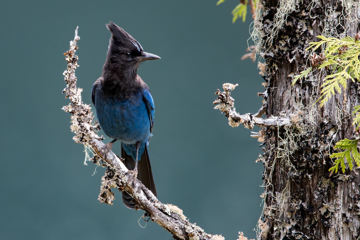 Steller's Jay - ML617895579