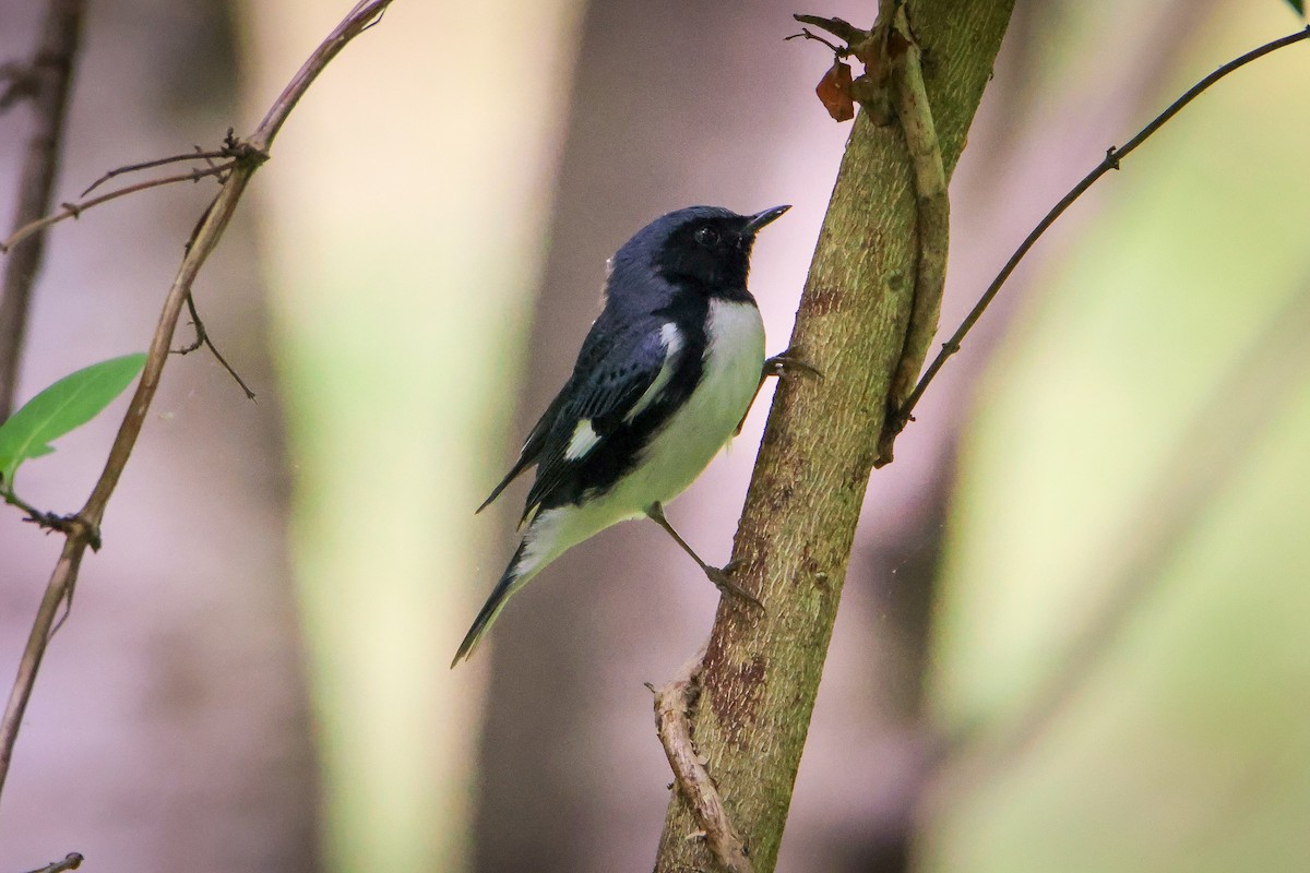 Black-throated Blue Warbler - ML617895604