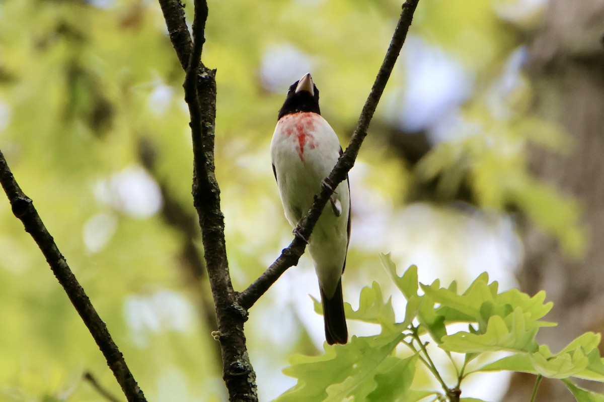 Rose-breasted Grosbeak - ML617895613