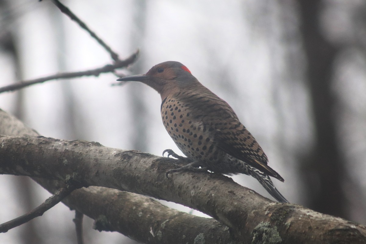 Northern Flicker - ML617895666