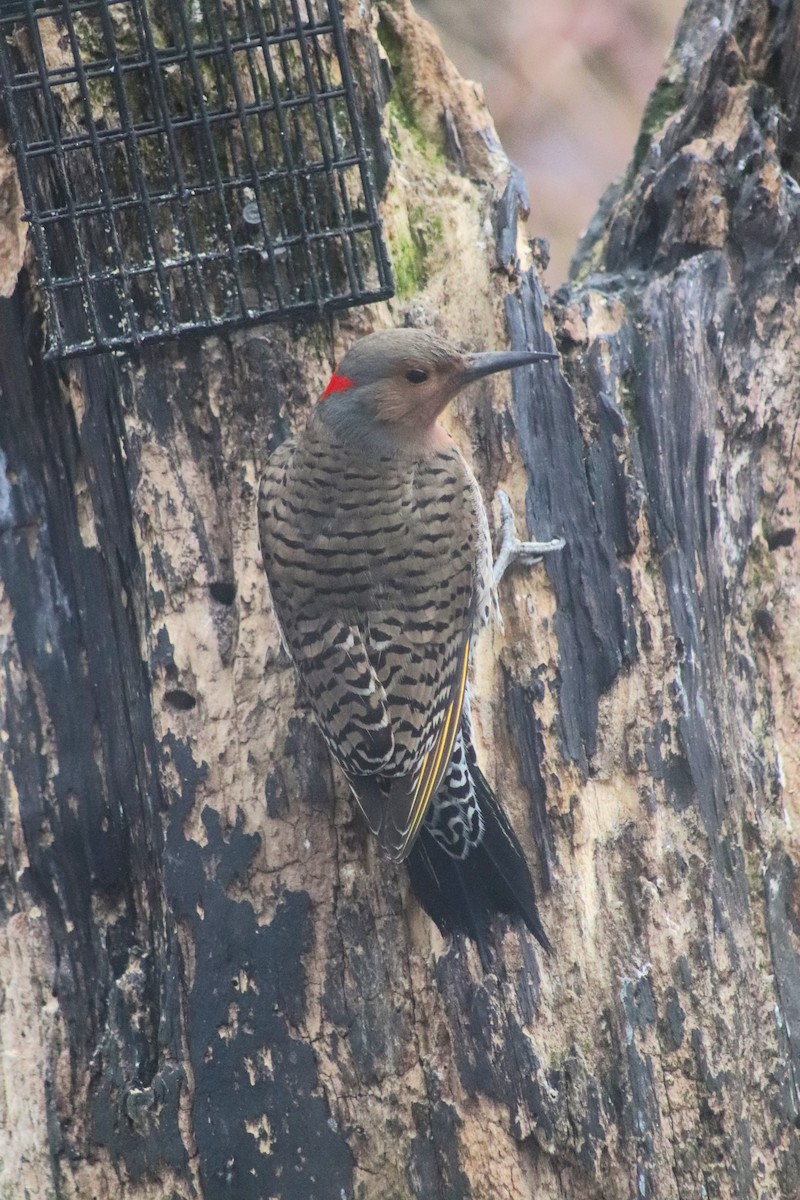 Northern Flicker - ML617895668