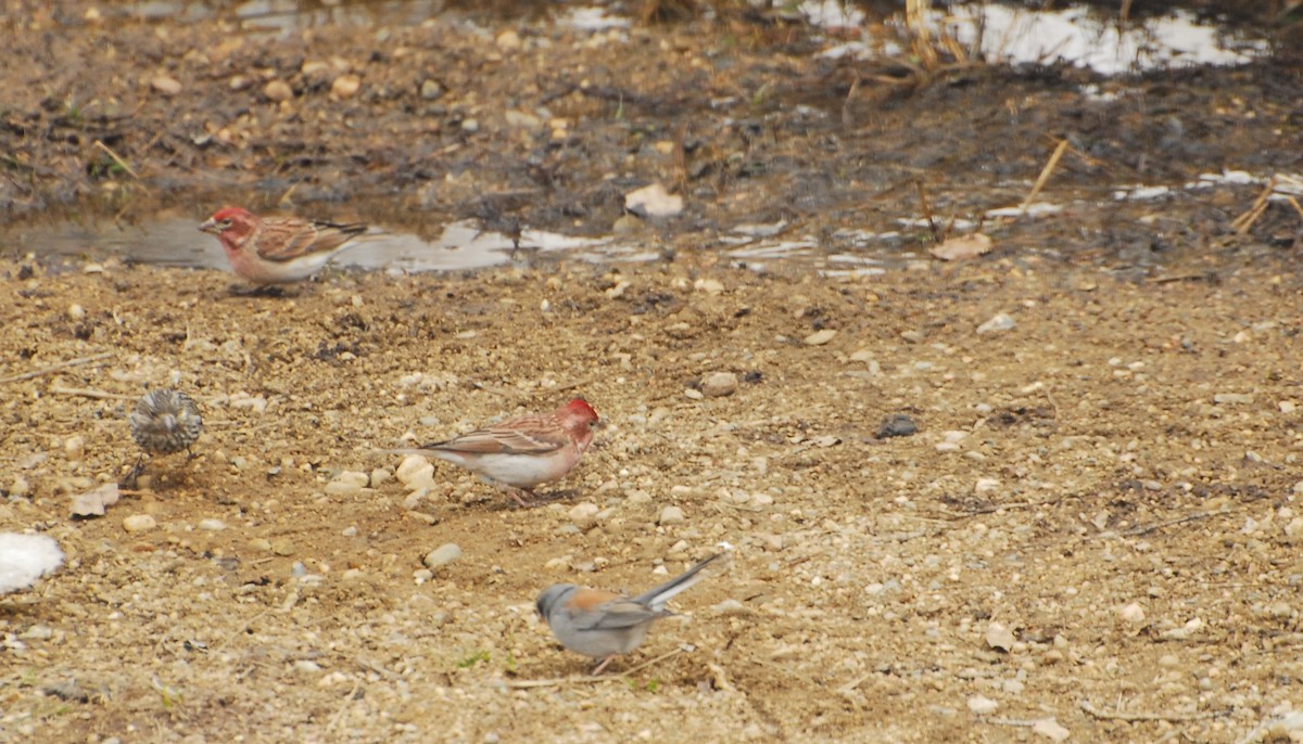 Cassin's Finch - ML617895700