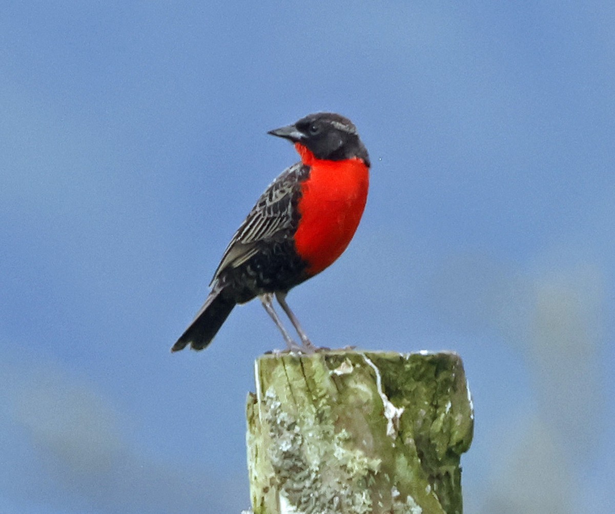 Red-breasted Meadowlark - ML617895715