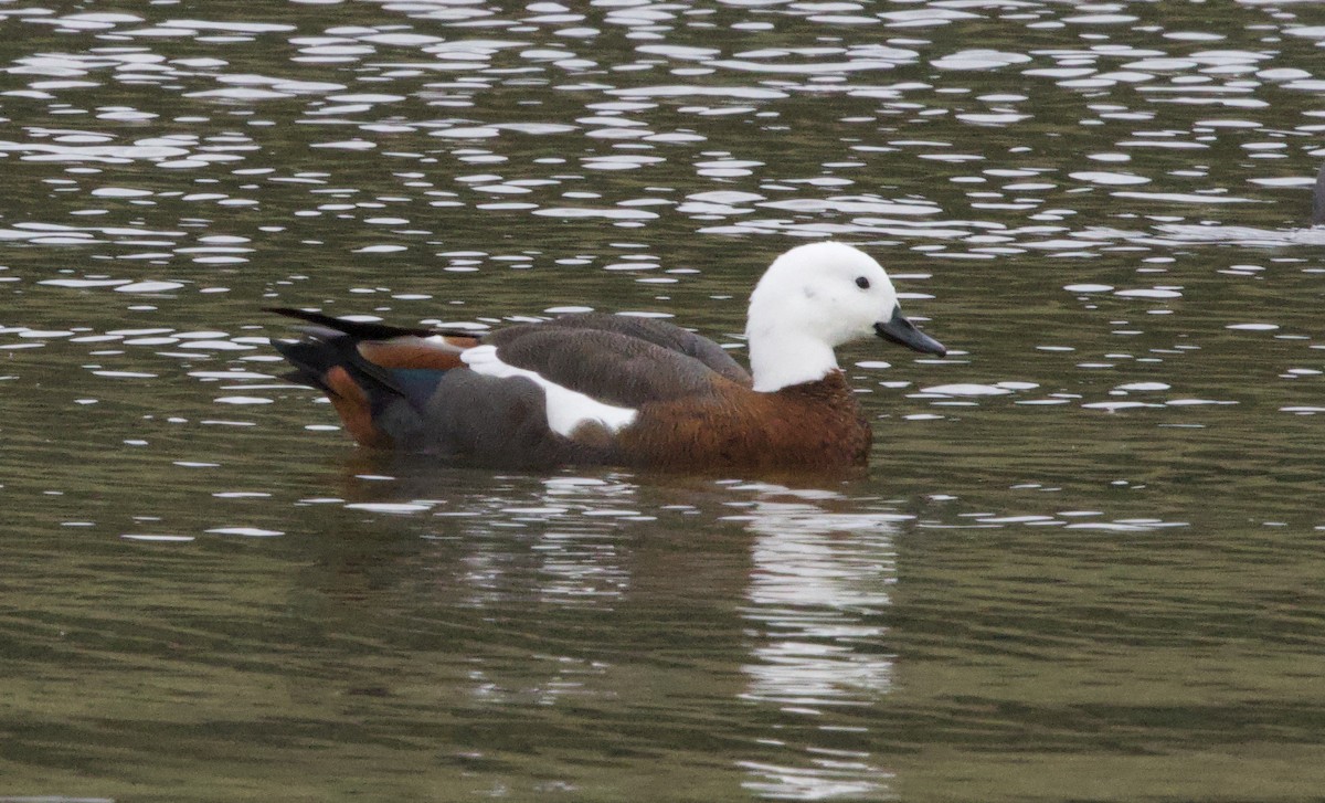 Paradise Shelduck - ML617895724