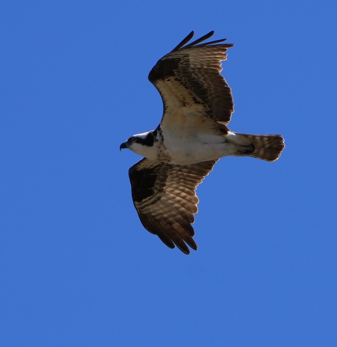 Águila Pescadora - ML617895742