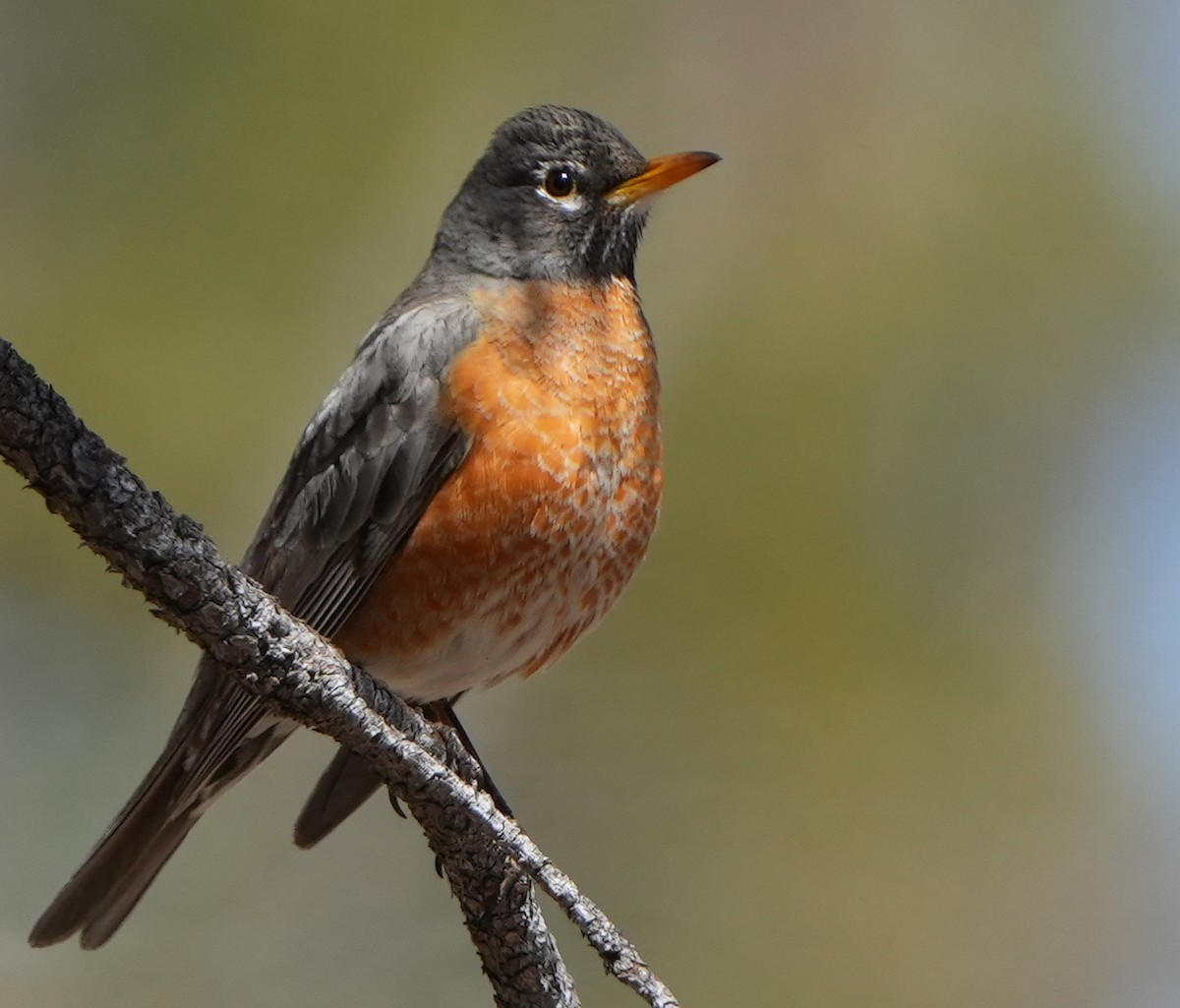 American Robin - ML617895771