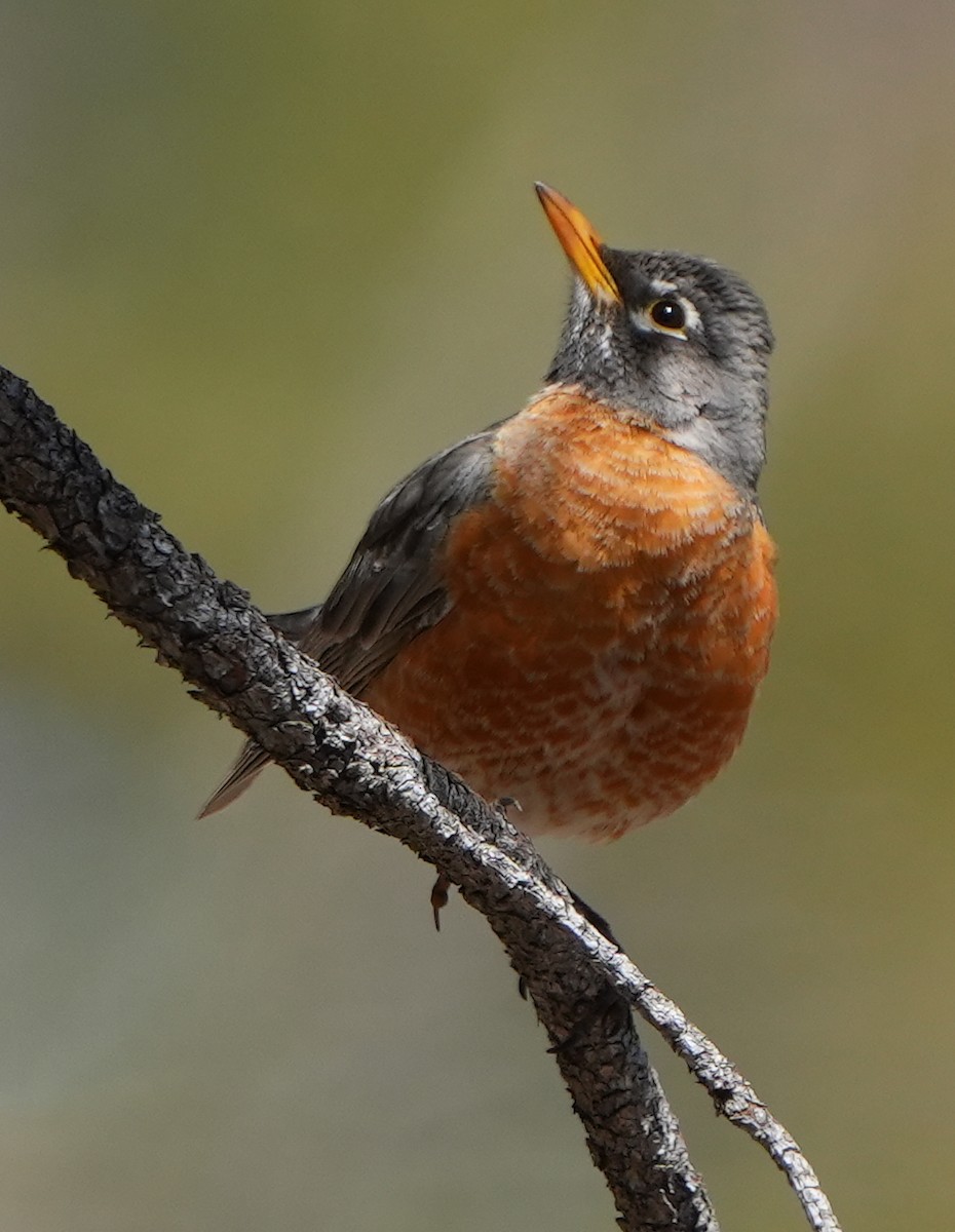 American Robin - ML617895784