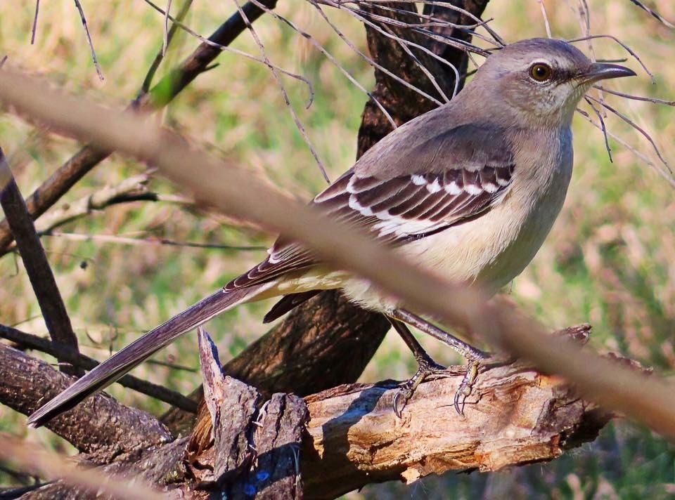 Northern Mockingbird - ML617895799