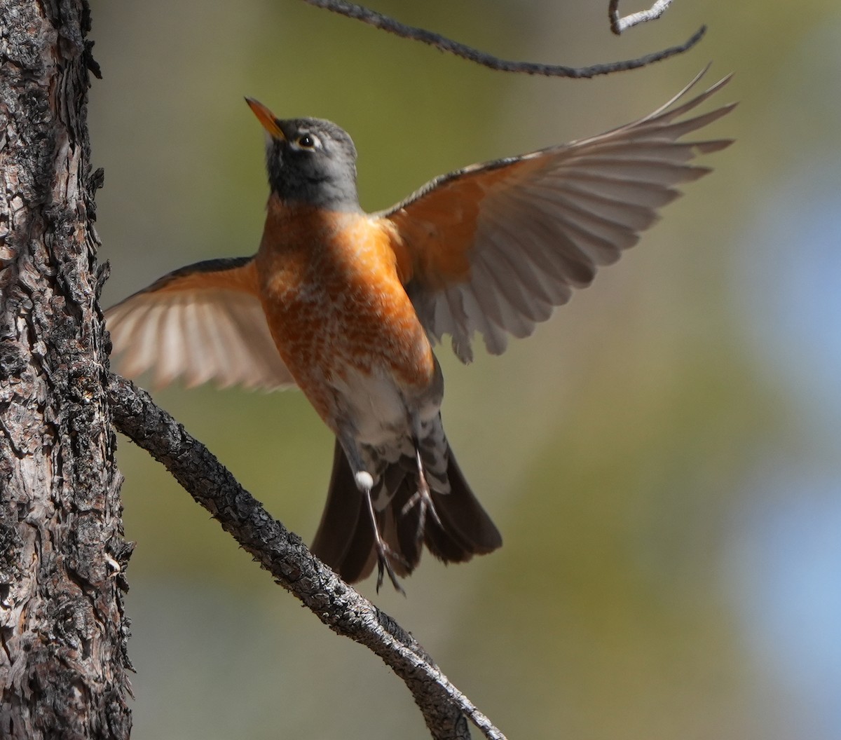 American Robin - ML617895806