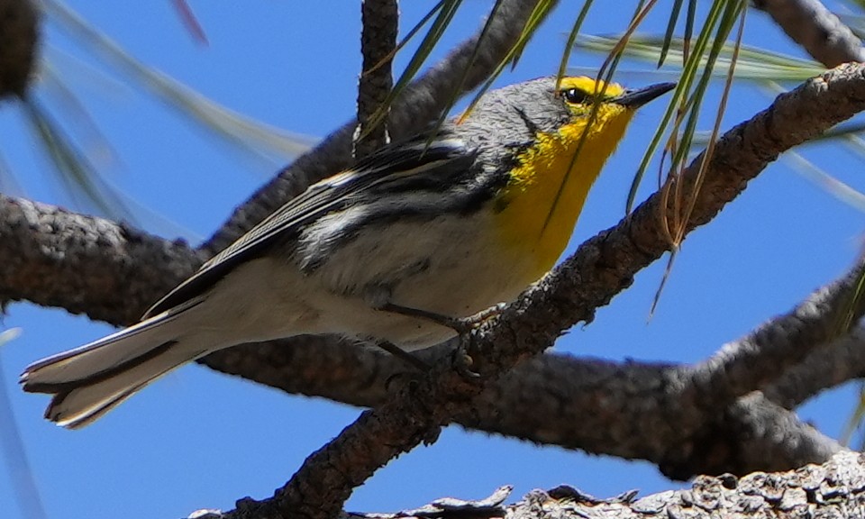 Grace's Warbler - ML617895823