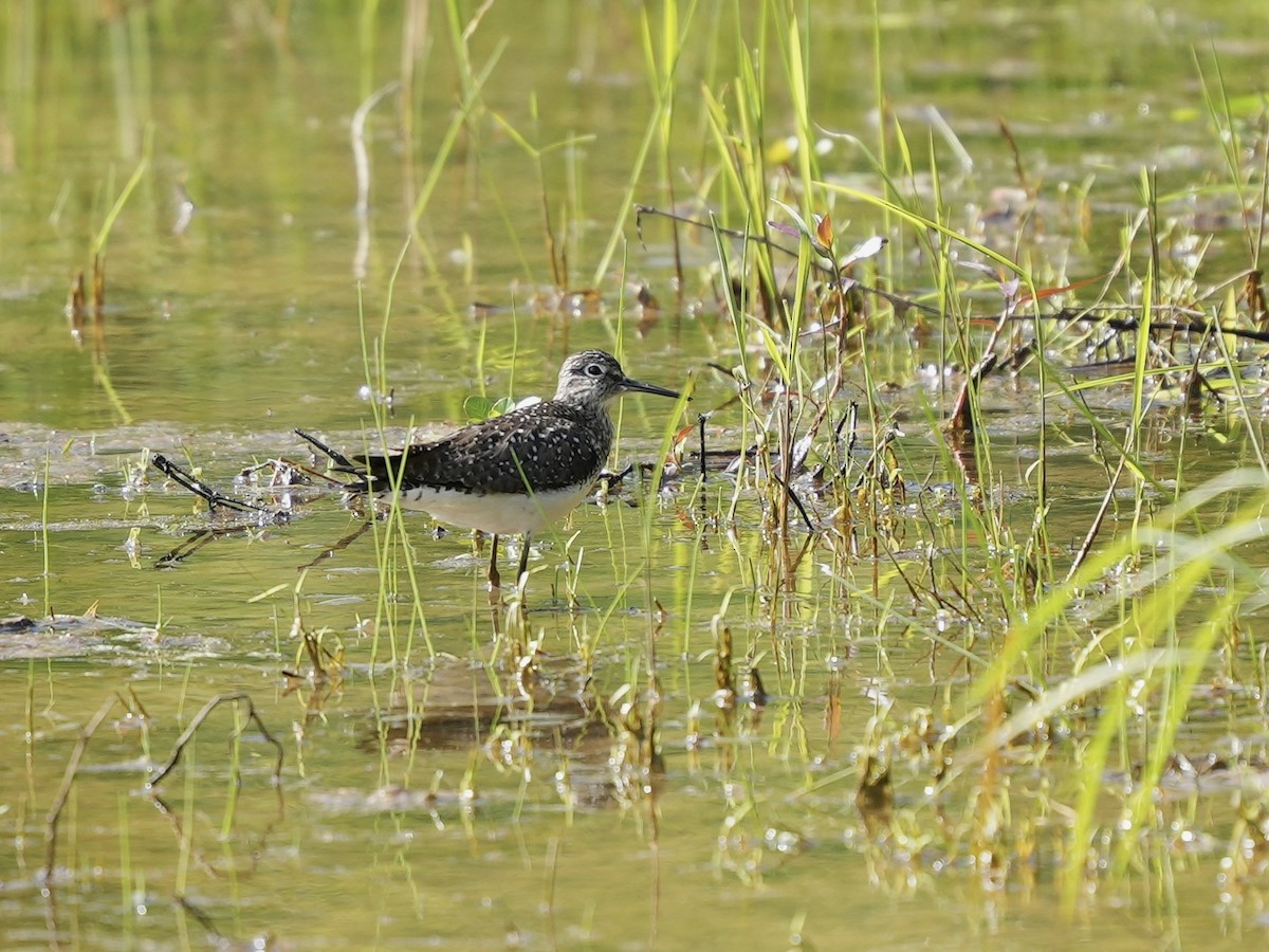 Solitary Sandpiper - ML617895828