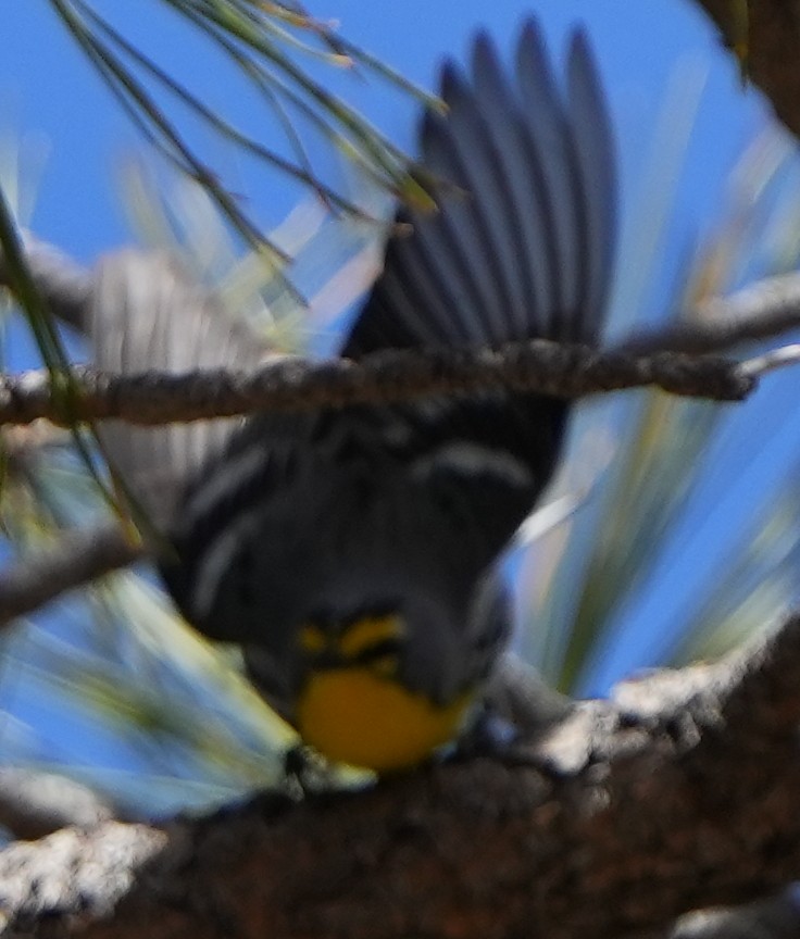 Grace's Warbler - ML617895834